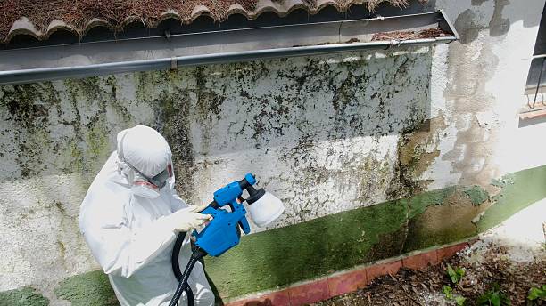 Top rated local Mold Removal specialists in Louisville, TN